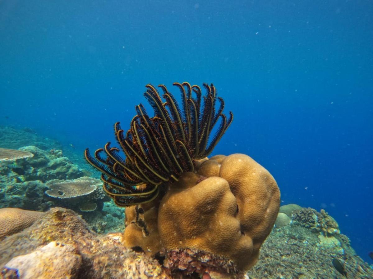 Maratua Dive Center And Lodge Maratua Island Exteriér fotografie